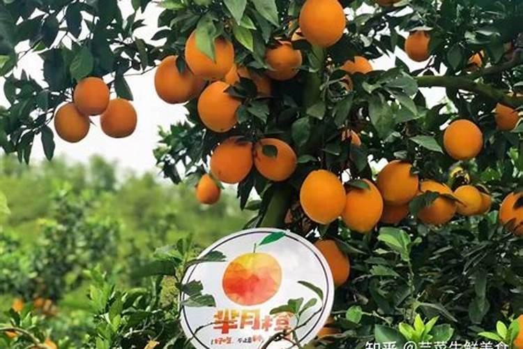 果树6月施硫磷铵好吗