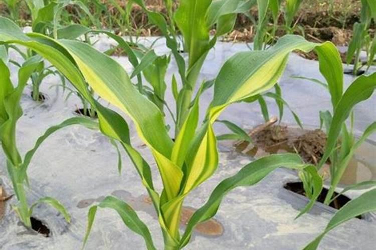 种植花椒树的相关激素