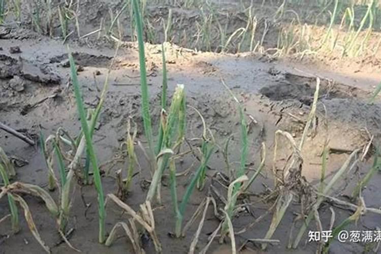 海南适合种植的果树