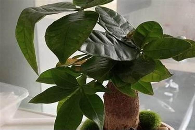 发财树施肥用什么肥料