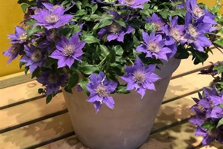 目前钾肥磷肥哪个价格高