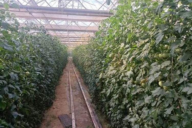 菜花的种植管理技术 长见识了吧