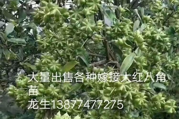 花生皮的危害 有哪些呢