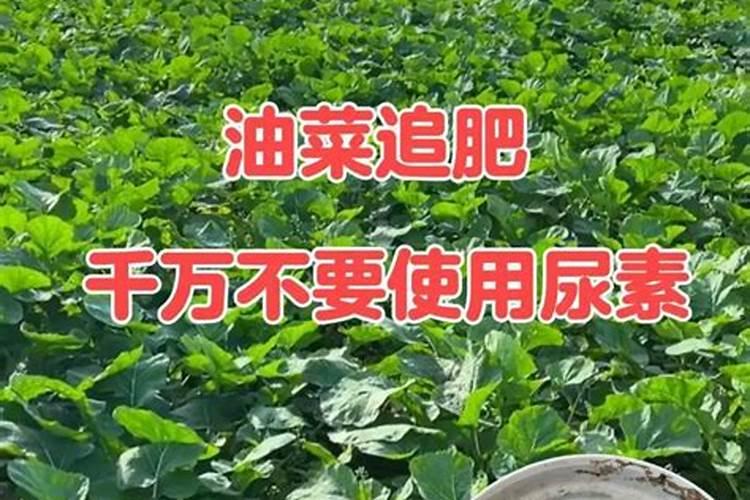 为什么种植油菜要增施硼肥？增施硼肥的好处有哪些？