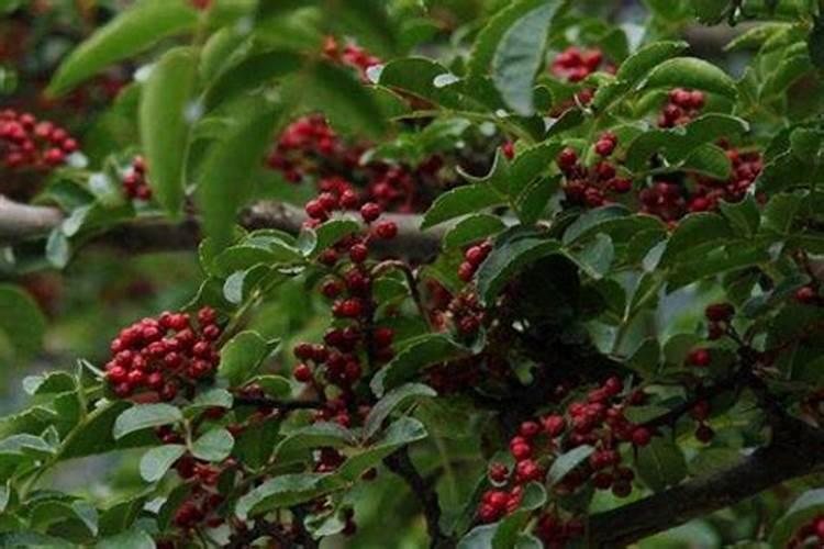 红薯什么时候喷施钾肥