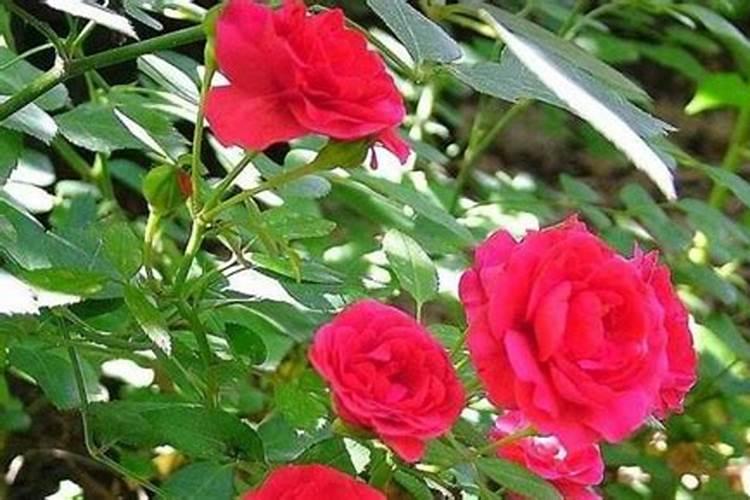 种高粱用什么肥料好