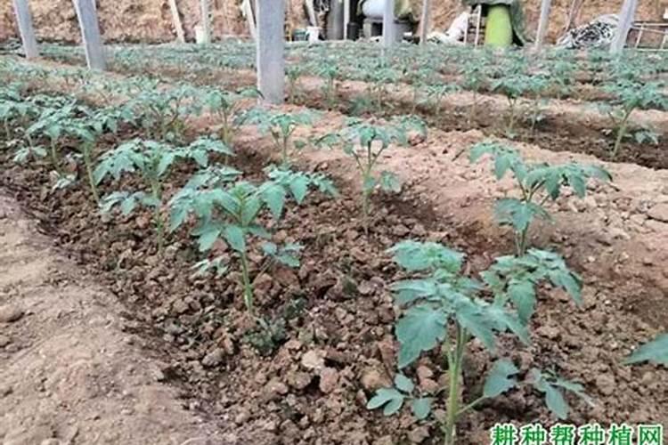 番茄追肥用什么肥料好