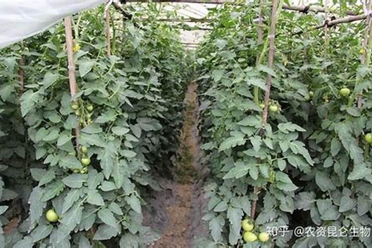 番茄果实膨大应该下什么肥料