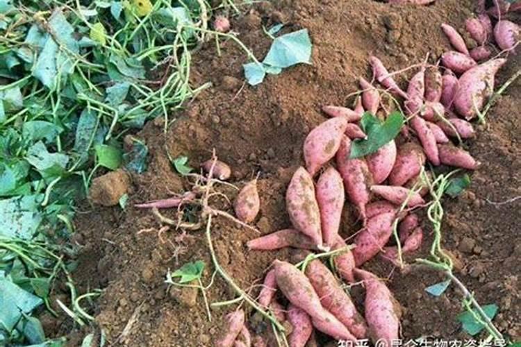 茶叶采摘得了,可不可以喷施叶茶茶叶采摘得了可不可以喷施叶面肥？