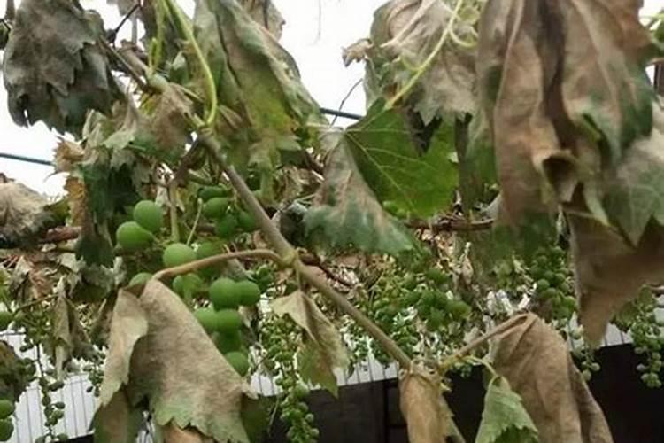 烤烟施肥要求施几个纯氮是什么意思？怎么计算呢？