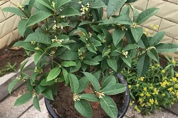 烤烟种植技术与方法