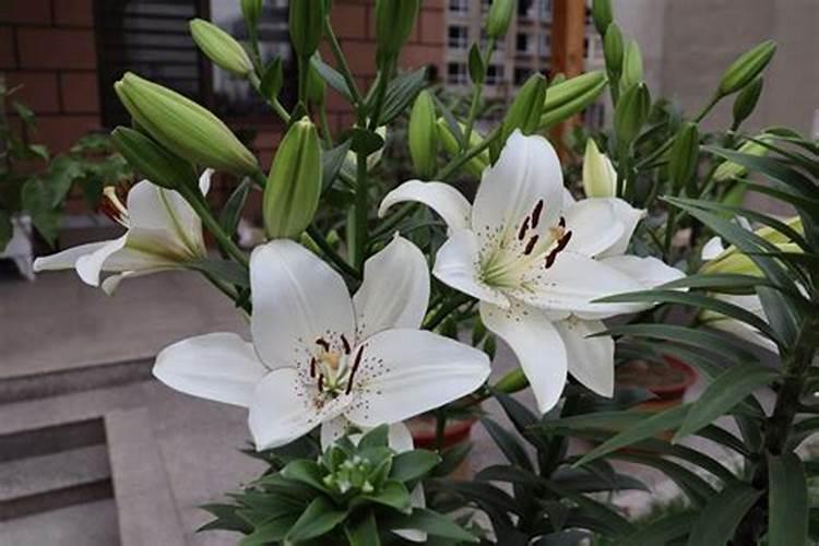 百合花施什么肥最好
