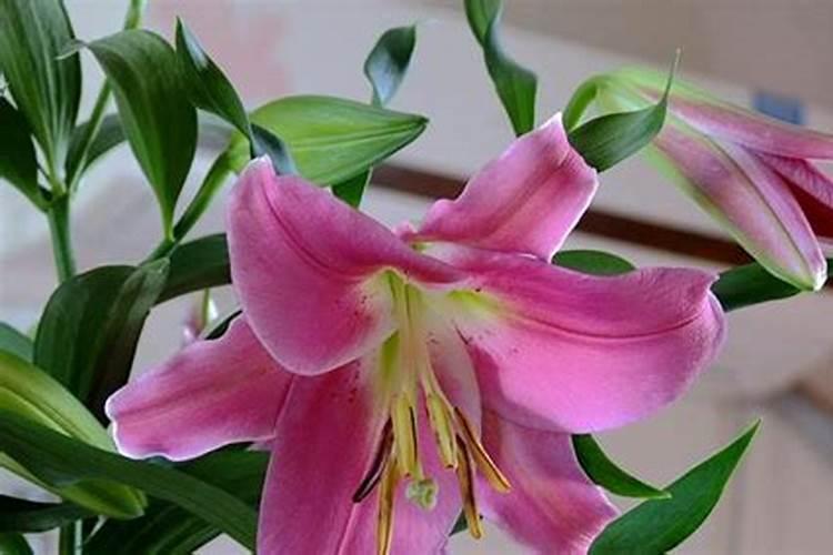 百合花施肥方法