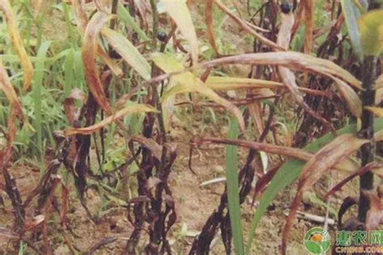 百合花黄叶是怎么回事