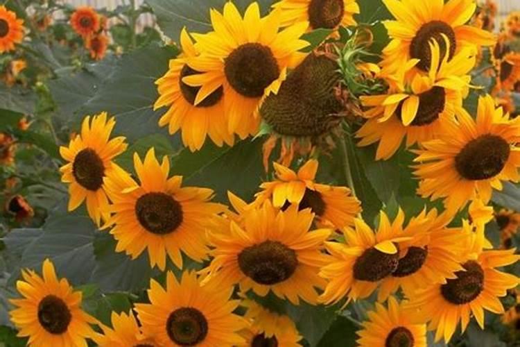 罗汉果施肥过多,造成罗汉果裂果怎么办