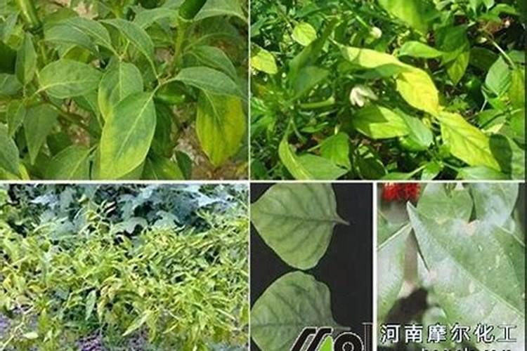 “荔枝自由”上热搜？肾友适合吃么？