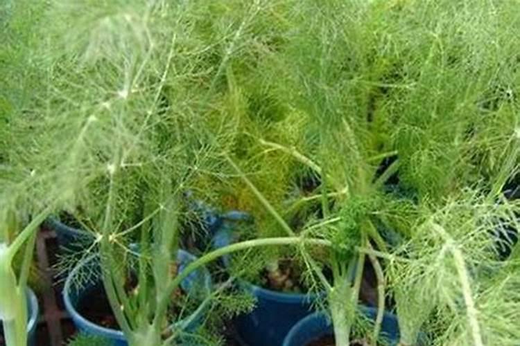 茴香是一二年生的草本香料植物,该如何进行栽培？