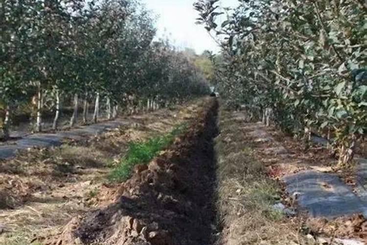 水稻预防稻瘟病打几遍,最后一次打药在什么时候