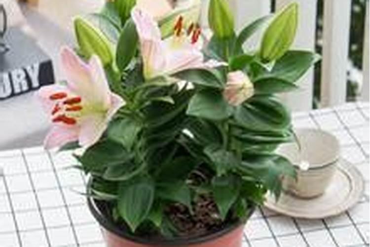 香水百合怎么施肥