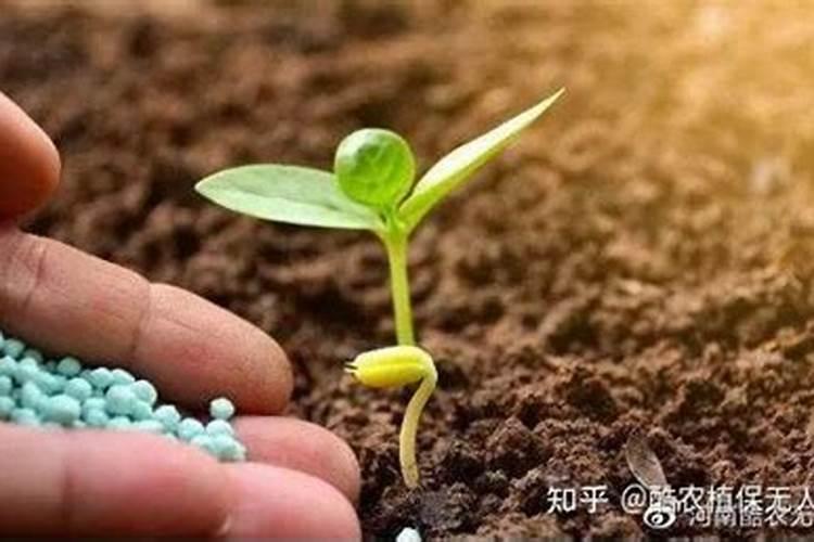 芋头忌用什么肥料？芋头用肥料多了怎么办？