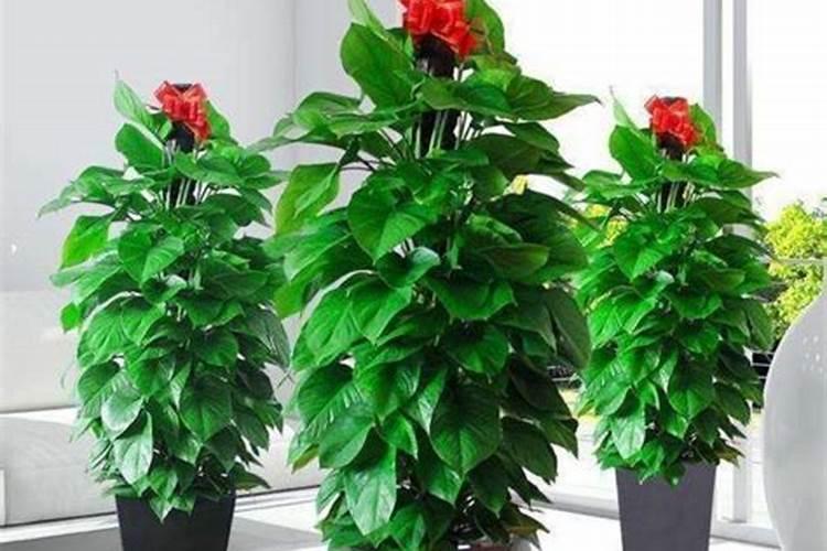 海棠花施什么肥最好