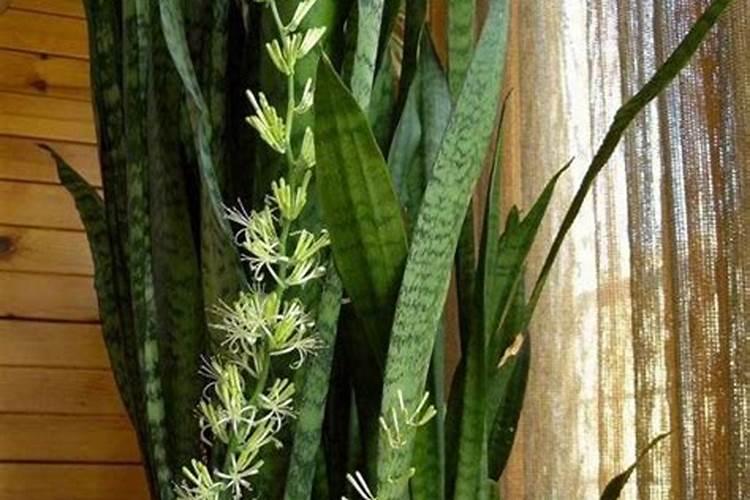 君子兰最喜欢这“4种”花肥,吃了以后叶子肥大,绿的油亮亮