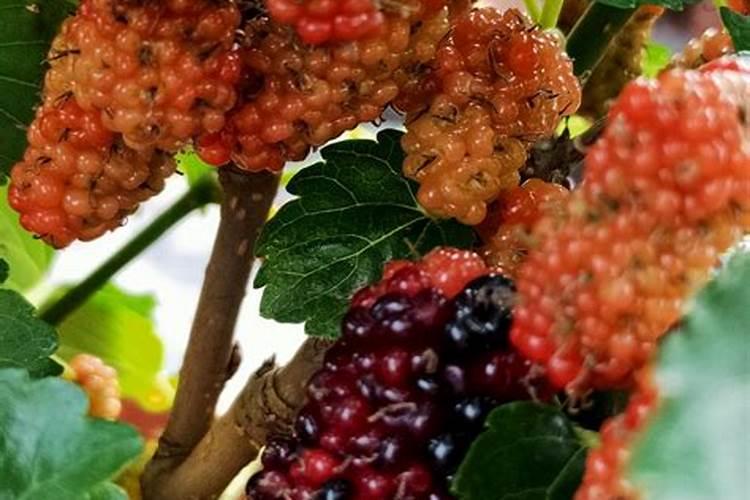 生物菌肥对于玉米死杆有没有作用？