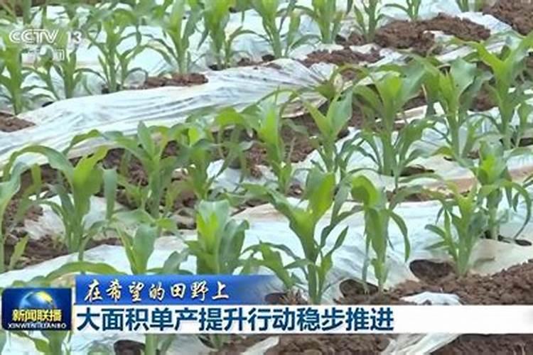 玉米施肥是雨前效果好还是雨后效果好？为什么？