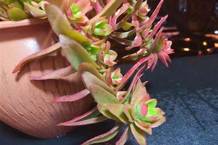 浙江欧格纳科海洋生物科技有限公司怎么样？