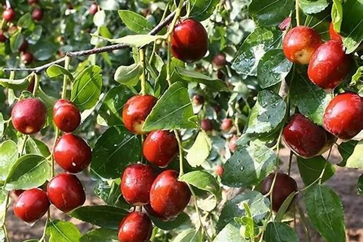 种植西红柿要施什么肥为什么？