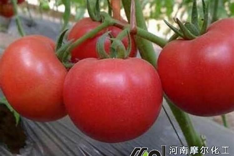 西红柿上面硼肥和硅肥能放在一起打吗？