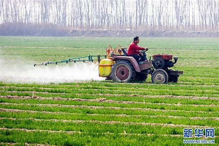 小麦打什么叶面肥增产