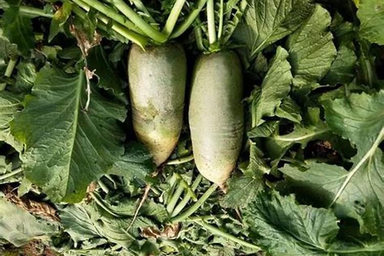 新疆棉花底肥施用用量