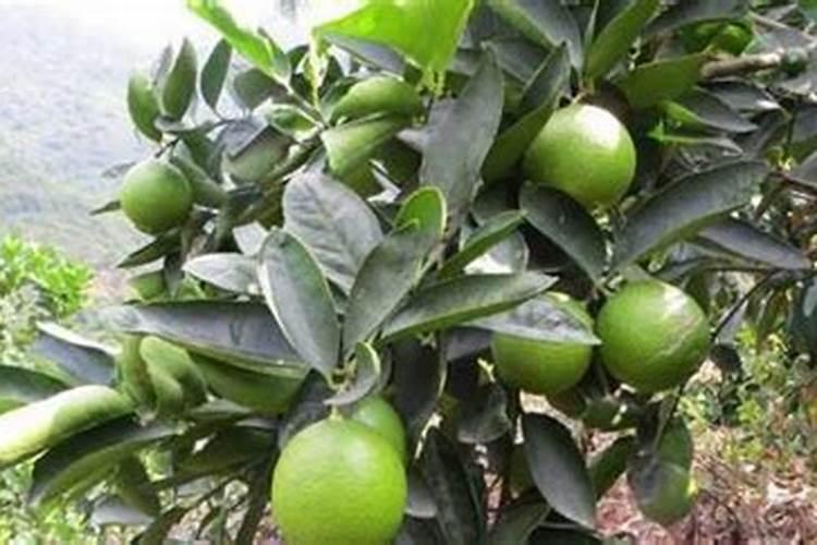 种豆角用什么肥料