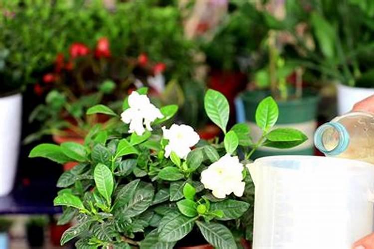 冬瓜多久施一次肥