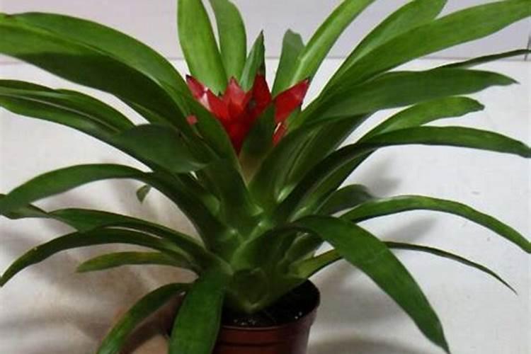 鸿运当头浇什么肥料合适