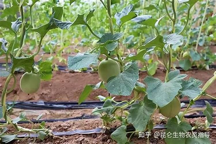 甜瓜移栽后苗弱淋什么肥好？