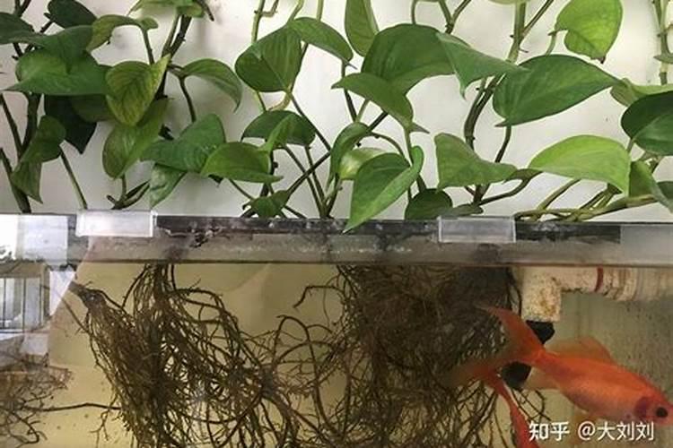 绿萝浇什么才能更旺盛