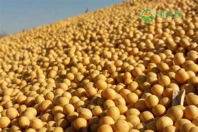 钾肥是什么肥料