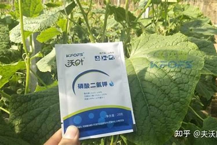 鸿运当头浇什么肥料合适