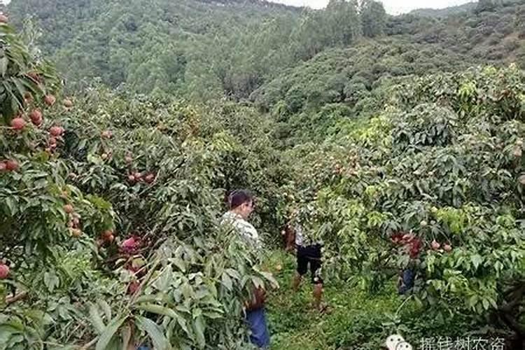 荔枝用什么药可以膨大