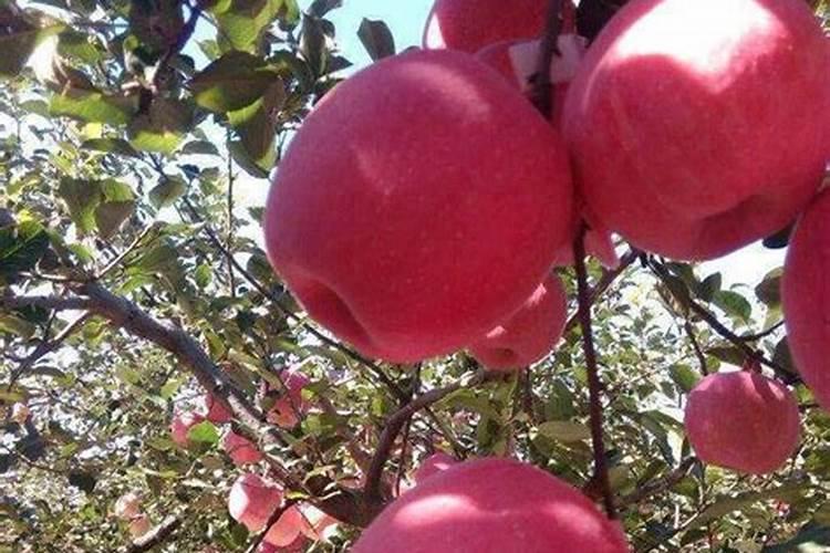 谷子打什么农药,谷子是水稻吗