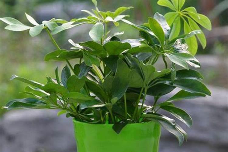 种花用什么肥料最好