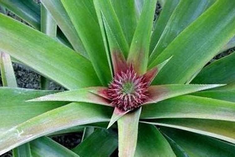 凤梨要种多久 凤梨生长需要多长时间