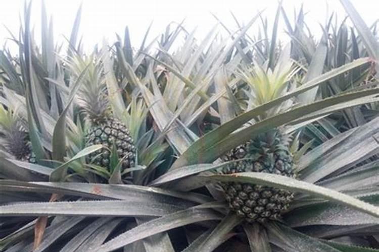 凤梨释迦怎么防止裂果