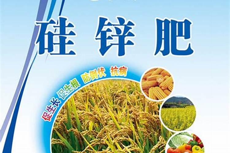 白菜的管理方式与施肥和打药