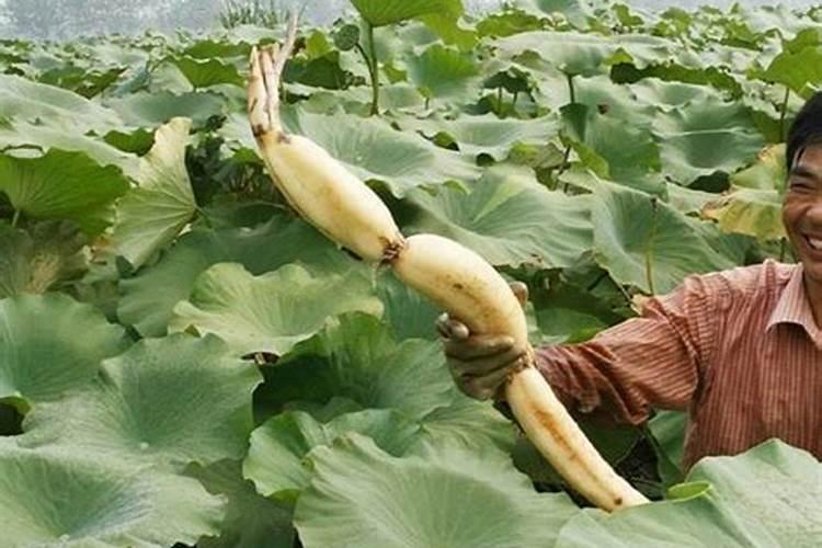 准备大面积种植西红柿,每亩种植多少棵算比较合理的？