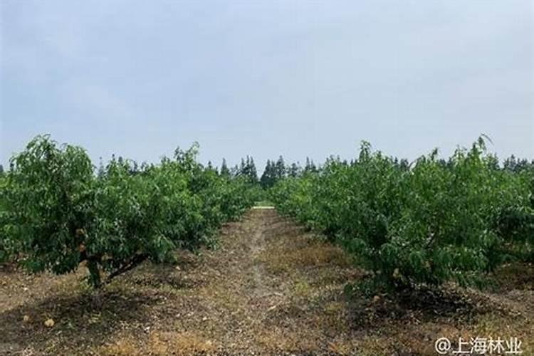 杀虫剂和杀菌剂可以一起打吗