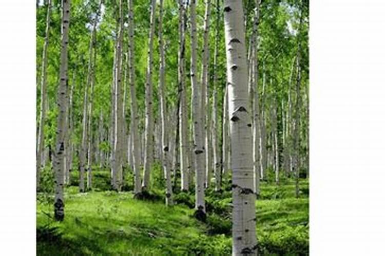 芸苔素使用技巧