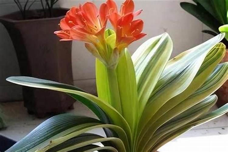 如何施用？钙肥有哪些种类？